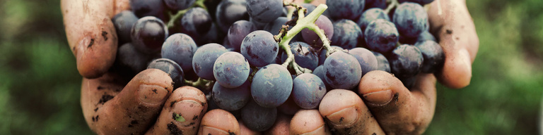 Rotwein ist für alte Knaben eine von den besten Gaben.